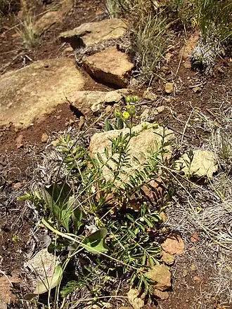 Description de l'image Potentilla visianii P7150040^.jpg.