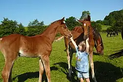 Poulains de couleur marron-rousse qui touchent les mains d'une petite fille.