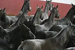 Le long d'un mur, vue de derrière d'un dizaine de jeunes chevaux noirs grisonnants qui se déplacent.