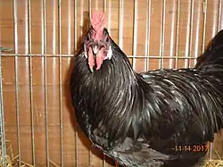 Coq Augsbourg noir