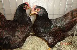 Poules Barnevelder naines acajou à double liseré noir
