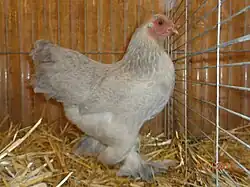 Poule Brahma naine perdrix gris perle doré clair maillé