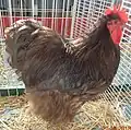Coq orpington chocolat.