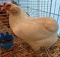 Poule Araucana blanche à toupets (grande race)