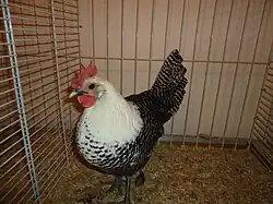 Poule Braekel argenté grande race