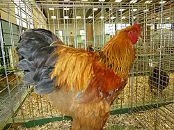 Coq Brahma fauve herminé bleu