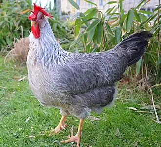 Une poule Italienne "Italiener" saumon argenté liseré.