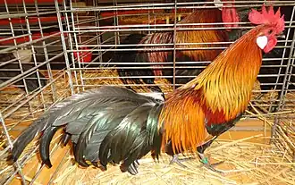 Coq Naine Allemande saumon doré