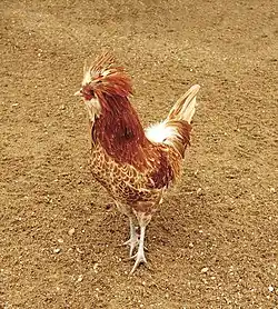 Coq padoue chamois liseré blanc.