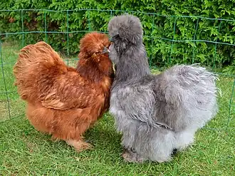 Deux poules soies, l'une rouge, l'autre bleue.