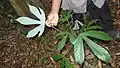 Plantule de Pourouma guianensis (face inférieure de feuille)