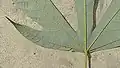 Face inférieure de feuille de Pourouma guianensis (détail)
