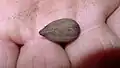 Graine de Pourouma guianensis