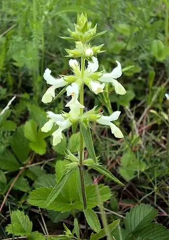 Description de l'image Pouzdřanská step – Kolby 11.8.2016 (18).jpg.