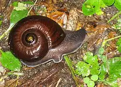 Powelliphanta annectens&nbsp;(en).
