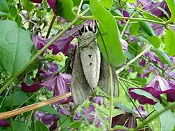 Face ventrale duveteuse, claire à deux taches noires.