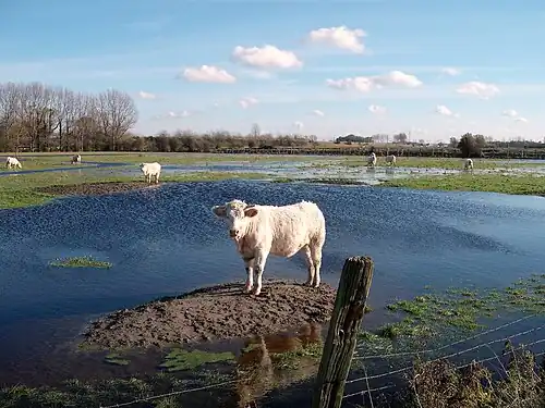 Pré inondé, près de Grand-Fort-Philippe.