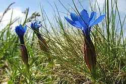 Détail de la fleur à partir du collet.