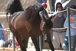 Vue de face d'un cheval foncé à l'encolure courbée vers le spectateur.