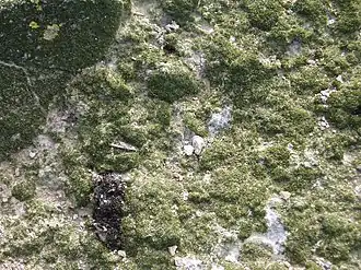 Description de cette image, également commentée ci-après