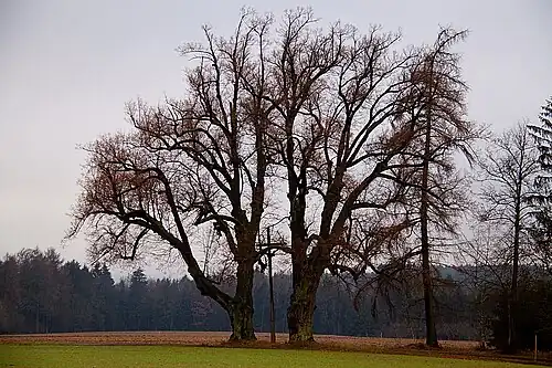 Tilleul remarquable à Kameničná.