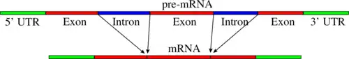 schéma de l'épissage de deux introns dans un ARN messager. Le schéma montre comment la séquence codante est interrompue par la présence de deux introns, et ne peut être rétablie que par l'excision de ces deux séquences