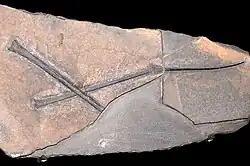 Fossile avec les os.