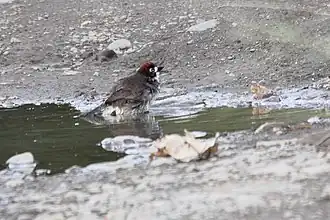 Description de cette image, également commentée ci-après