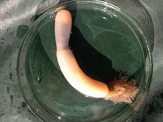 Description de l'image Priapulus caudatus.jpg.