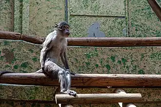 Un mangabey couronné dans sa loge intérieure.