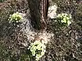 Primevères acaules au pied d'un abricotier.