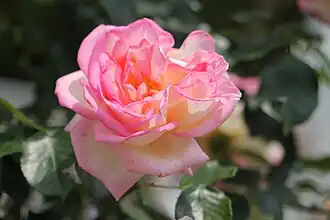 Image illustrative de l’article Princesse de Monaco (rose)