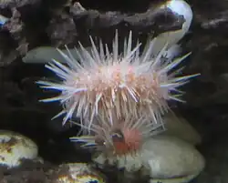 Prionechinus forbesianus