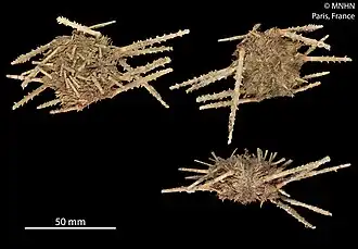 Autre spécimen du MNHN