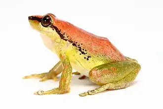 Description de l'image Pristimantis acuminatus (7668543454).jpg.