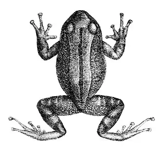 Description de l'image Pristimantis buckleyi.jpg.