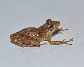 Description de l'image Pristimantis fallax.jpg.