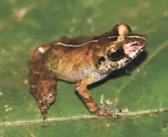 Description de l'image Pristimantis marmoratus (10.3897-zookeys.762.22634) Figure 3 (cropped).jpg.