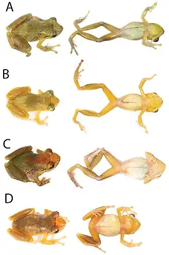 Description de l'image Pristimantis petersi (10.3897-evolsyst.5.62661) Figure 11.jpg.
