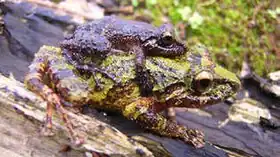 Description de l'image Pristimantis riveroi pair in amplexus.jpg.