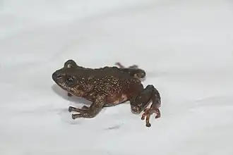 Description de l'image Pristimantis simoterus.jpg.