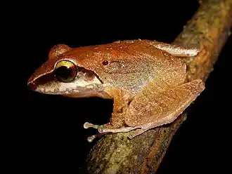 Description de l'image Pristimantis terraebolivaris01.jpeg.
