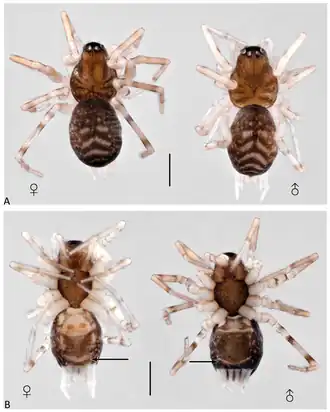 Description de l'image Pristirana barthlotti (10.3390-taxonomy4010005) Figure 34.png.