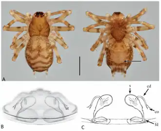Description de l'image Pristirana niederi (10.3390-taxonomy4010005) Figure 29.png.