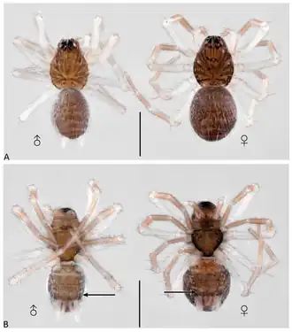 Description de l'image Pristirana nowickii (10.3390-taxonomy4010005) Figure 30.png.