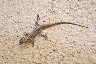 Description de l'image Pristurus gallagheri.jpg.