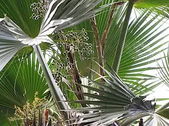 Description de l'image Pritchardia forbesiana.jpg.