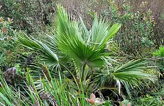 Description de l'image Pritchardia glabrata (4797555055).jpg.