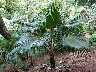 Description de l'image Pritchardia lowreyana (5643738227).jpg.