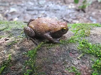 Description de l'image Probreviceps loveridgei 104915874.jpg.